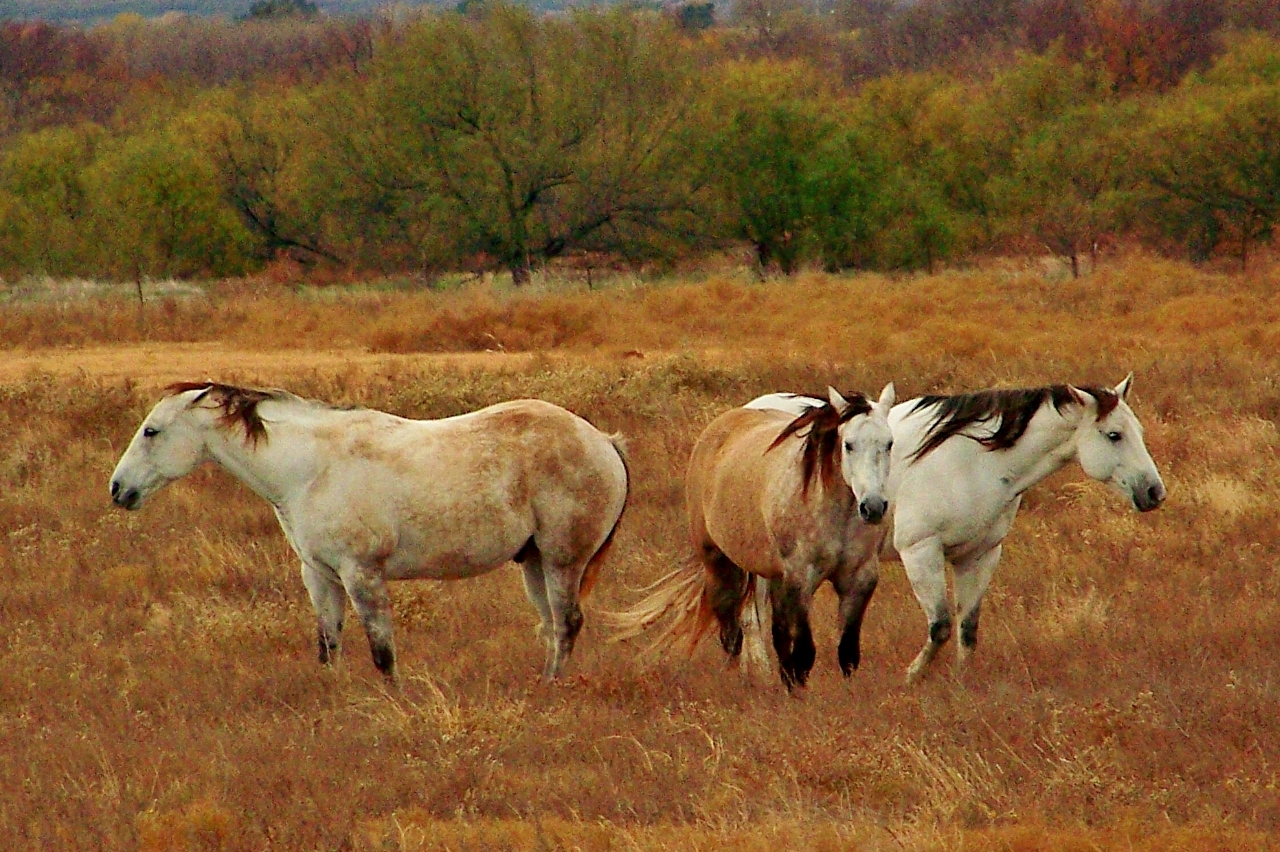 texas-horses-shutterbug
